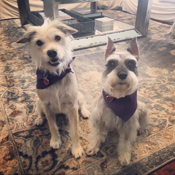 Meet your Posher, Amy - Picture 1 of 1